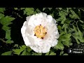 КВІТИ РОКУ - ДЕРЕВОВИДНІ ПІОНИ 2024 рік.FLOWERS OF THE YEAR 2024 TREE PEONIES Year 2024.