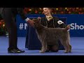 National Dog Show 2022: Sporting Group (Full Judging) | NBC Sports
