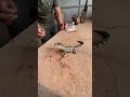 While eating, this adorable little crocodile