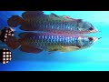 Arowana Care and Information