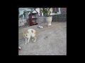🐱😻 Funniest Dogs and Cats 😆😆 Funny And Cute Animal Videos 2024 # 23