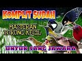 Masteran Semua Burung Kecil Paling Ampuh #MASTERAN