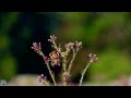 European goldfinch call song sound eats Stillits Chardonneret élégant Stieglitz Szczygieł p1000  lon