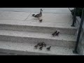 Ducklings vs. Stairs