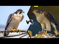 PEREGRINE FALCON VS GOSHAWK - Which is the strongest?