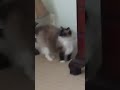 cat meowing at ghost 6/23/24