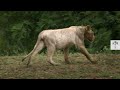 Against All Odds: The Struggle of White Lions in the Brown Savannah | Nature Is Brutal