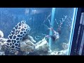 Monster Eel attacking fish!!!!!! 55 Gallon saltwater fish tank.