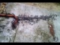 Karıncaların İnanılmaz İşbirliği - Amazing cooperation of ants.