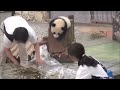 【あそんで～ッ♪】パンダの桜浜＆桃浜☆お掃除おじゃま虫♪　Giant panda baby -Ouhin&Touhin-