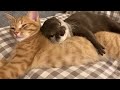 Unbelievable Footage of Animals Adopting Other Animals