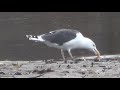 Great Black-backed Gull at Four Mile Run, Arlington, Virginia