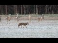 Coyote and Deer