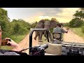 Angry Elephant Charges Safari Guide | Big 5 | African Wild Elephants