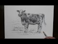 How to Draw a Dairy Cow