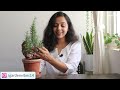 How to Grow Rosemary at Home | All About Classic Aromatic Herb Rosemary | Garden vibes
