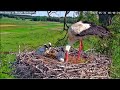 In another nest, the Stork got rid of the fourth chick/И здесь четвертый лишний
