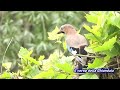 La Ghiandaia e il canto del merlo.#birds #mushroom #nature