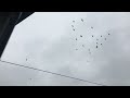 A mad murder of crows.