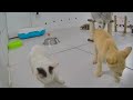 😅 IMPOSSIBLE TRY NOT TO LAUGH 🐶🤣 Best Funny Cats Videos 😹🤣