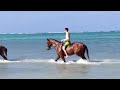 Cayman horse swimming