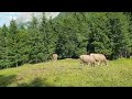 So sehen glückliche Kühe 🐄 aus/Berner-Oberland/Schweiz 🇨🇭