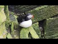 Return of the Puffin