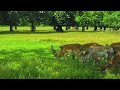 📍BUSHY PARK 🇬🇧 LONDON 🇬🇧 MOST BEAUTIFUL PARK AND WALKING WITH DEER 🦌 🦌| 4k FOOTAGE