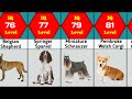 Smartest dog breeds comparison | Most intelligent dog breeds