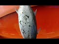 Kembali Ke Spot Ikan Tongkol Dan Strike.. | Micro Jigging