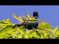 Bobolinks and more!