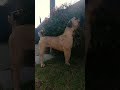 My boerboel poses for my photos