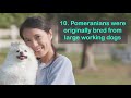 10 Pomeranian Dog Facts That Will Amaze You! 🤯 (#8 is MIND-BLOWING)