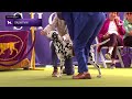 Dalmatians | Breed Judging 2024