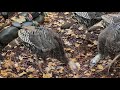 Wild turkeys vs the 