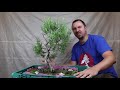 Rosemary Bonsai Material: Pruning & First Styling a Collected Rosemary (Part 1)