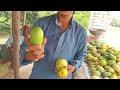 Pakistan 🇵🇰 mein Aam ki Paidavar 🥭 Top Class Mango Variety 🥰 Travel Vlog