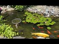 Shih Tzu update 😊 | Lacey dog wakes up from nap 😴 | Koi and goldfish backyard pond 🐟🐸