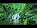Beautiful Sounds of Birds and Water Stream, Amazing Forest Sounds, ASMR