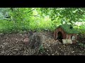 Entertain your Pets 🐈🐕🦜| Squirrels eat at the TINY CABIN | 10-Hour Cat & Dog TV