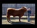 Silver's steer Buddy