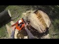 TLC TREE SERVICE INC. 2024. 470-TLC-TREE DEAD PINE REMOVAL.