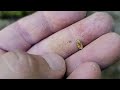 California Gold Shiners Episode10: See what's out there