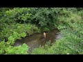 Deer in a Stream