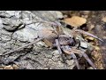 Hogna miami wolf spider rehouse and care