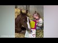 The Funniest Moments With Horses