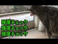 The cat that greets the stray cat in Japanese while groaning is cute! [Talking cat]