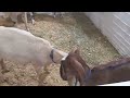 Goats butting heads! @TulsaStateFairOK