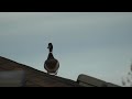 Mallard Duck A Male observing from the rooftop 2024