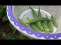 Okra Harvest | Result Episode after Okra Pruning | Lady finger from kitchen garden